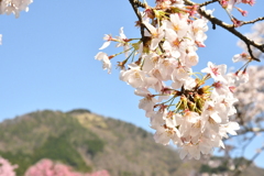 桜 大文字を絡めて 宮城野にて