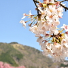 桜 大文字を絡めて 宮城野にて