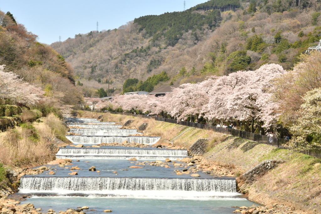 宮城野早川堤の桜 橋からの1枚