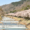 宮城野早川堤の桜 橋からの1枚