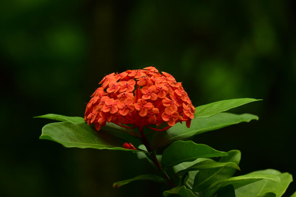 山丹花