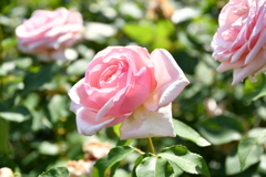 夏の薔薇 強羅公園にて