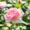 夏の薔薇 強羅公園にて