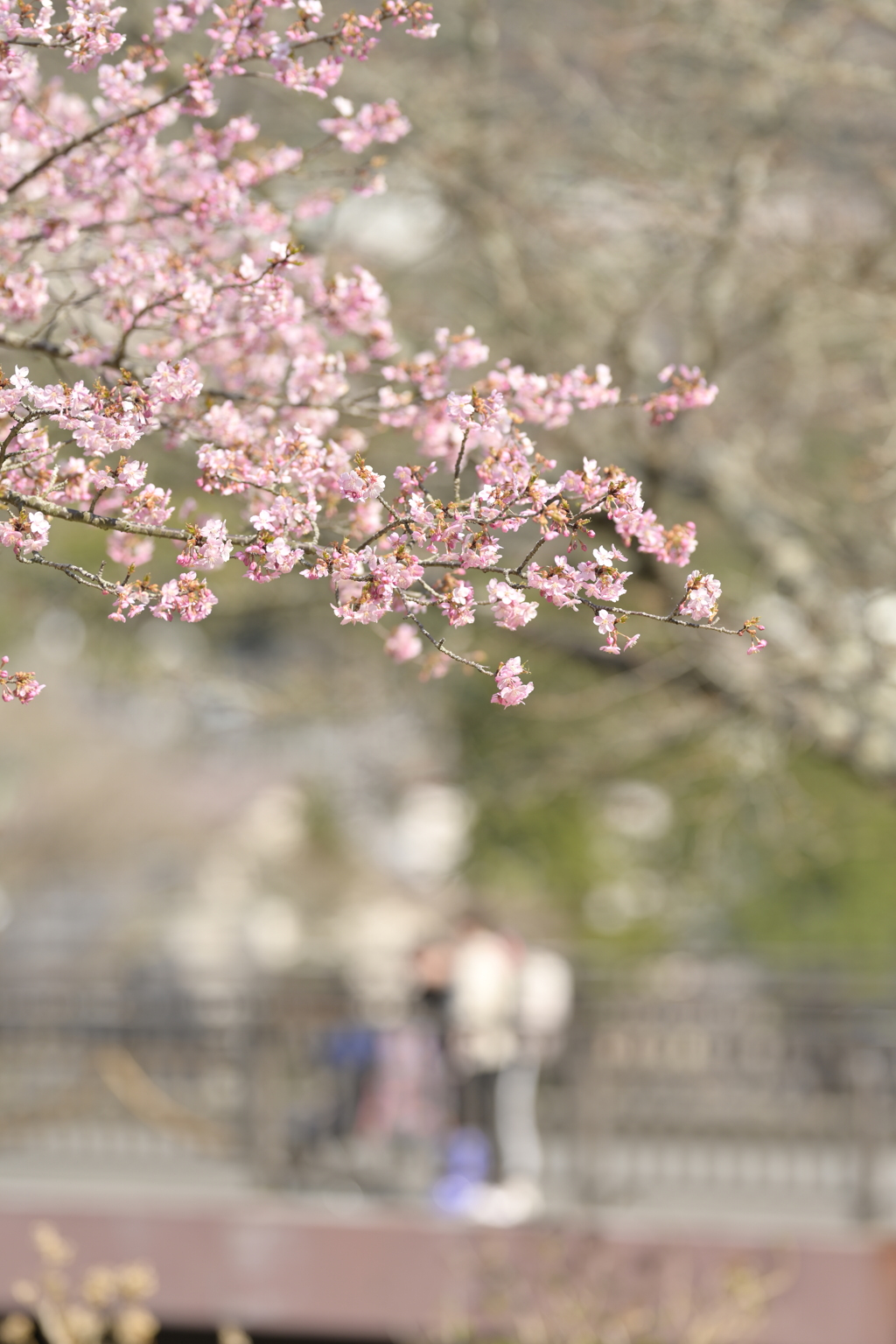 桜
