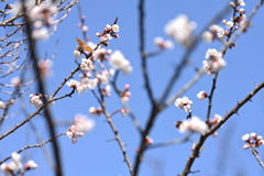 キタテハ+桜