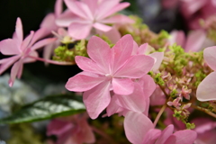 紫陽花 羽田空港にて