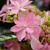 紫陽花 羽田空港にて