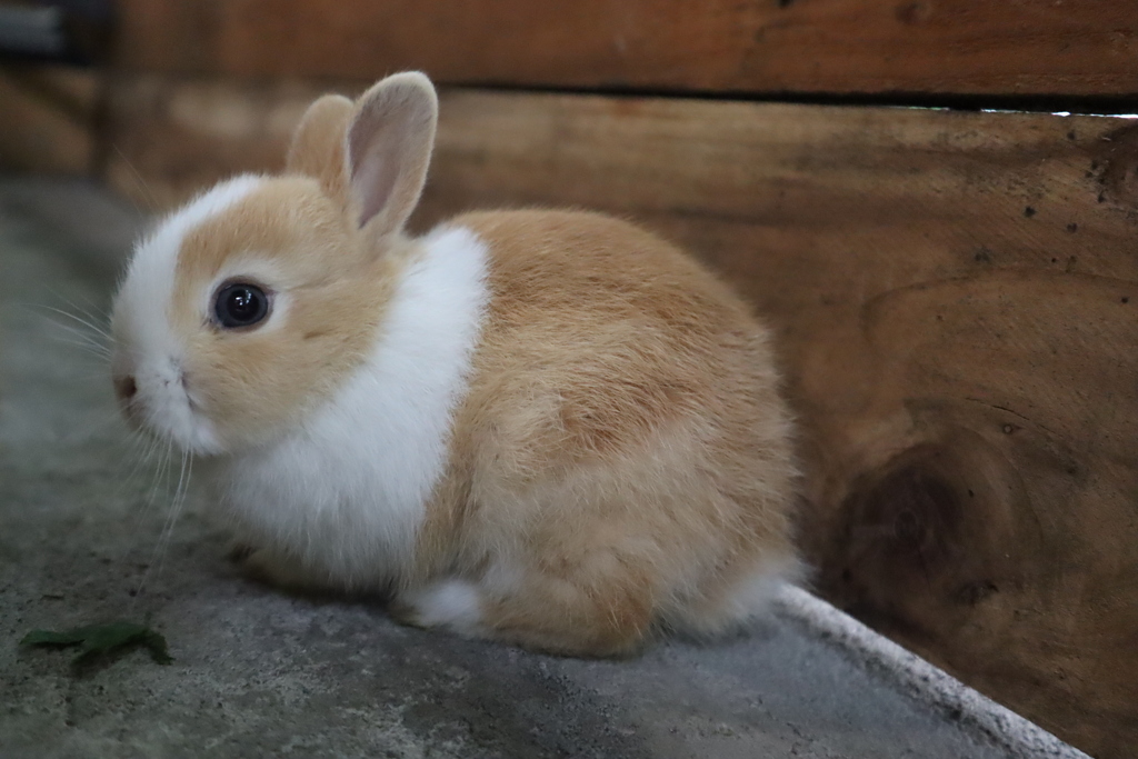 子ウサギ