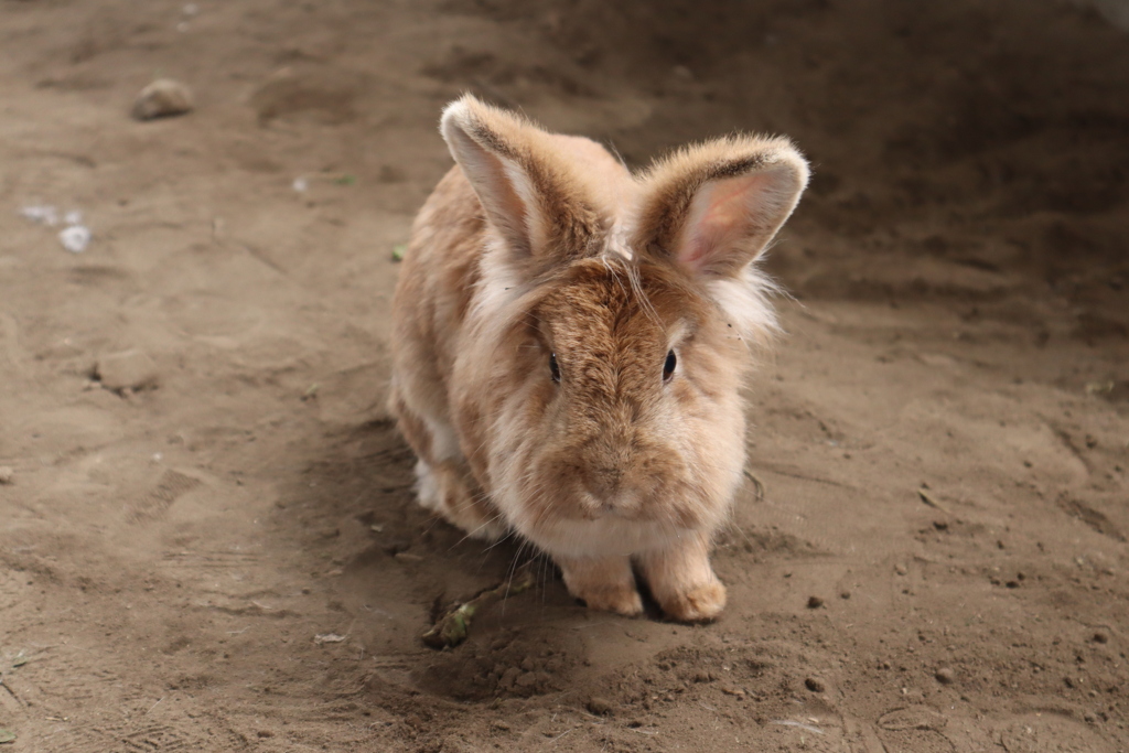 ふさふさウサギ