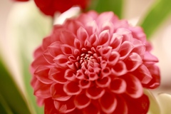 Dahlia (2)