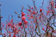 満開まであと少し