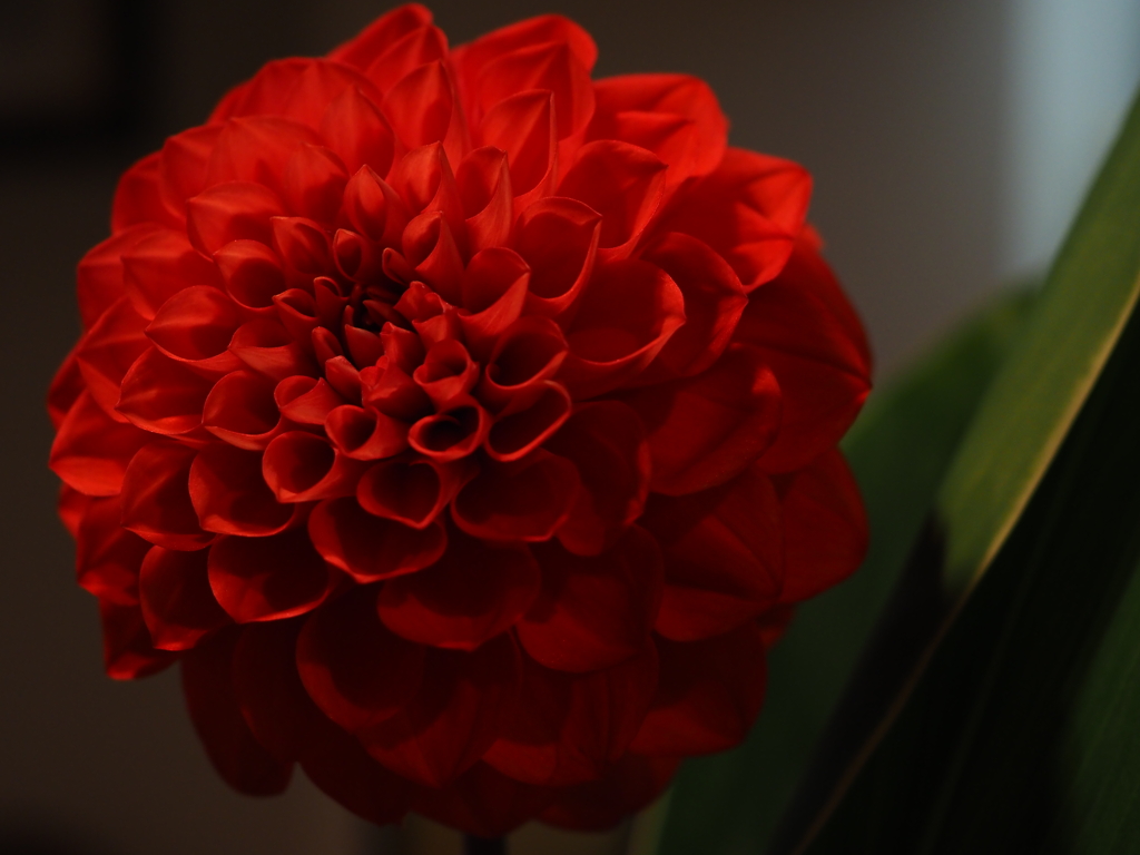 Dahlia