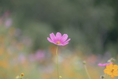 秋桜