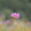 秋桜