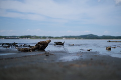 海