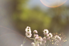 DSCF1664