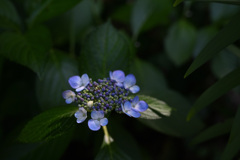 近所の紫陽花