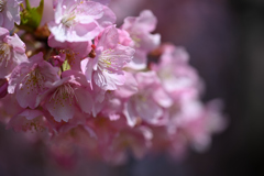 河津桜