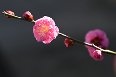 早春の梅