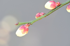 早春の蕾