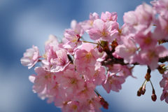 河津桜