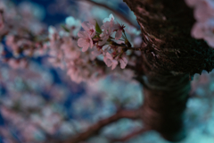 夜桜③