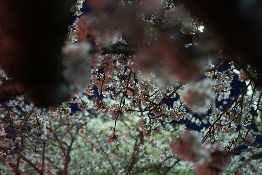夜桜④
