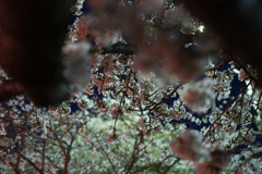 夜桜④