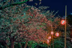 夜桜①