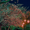 夜桜①