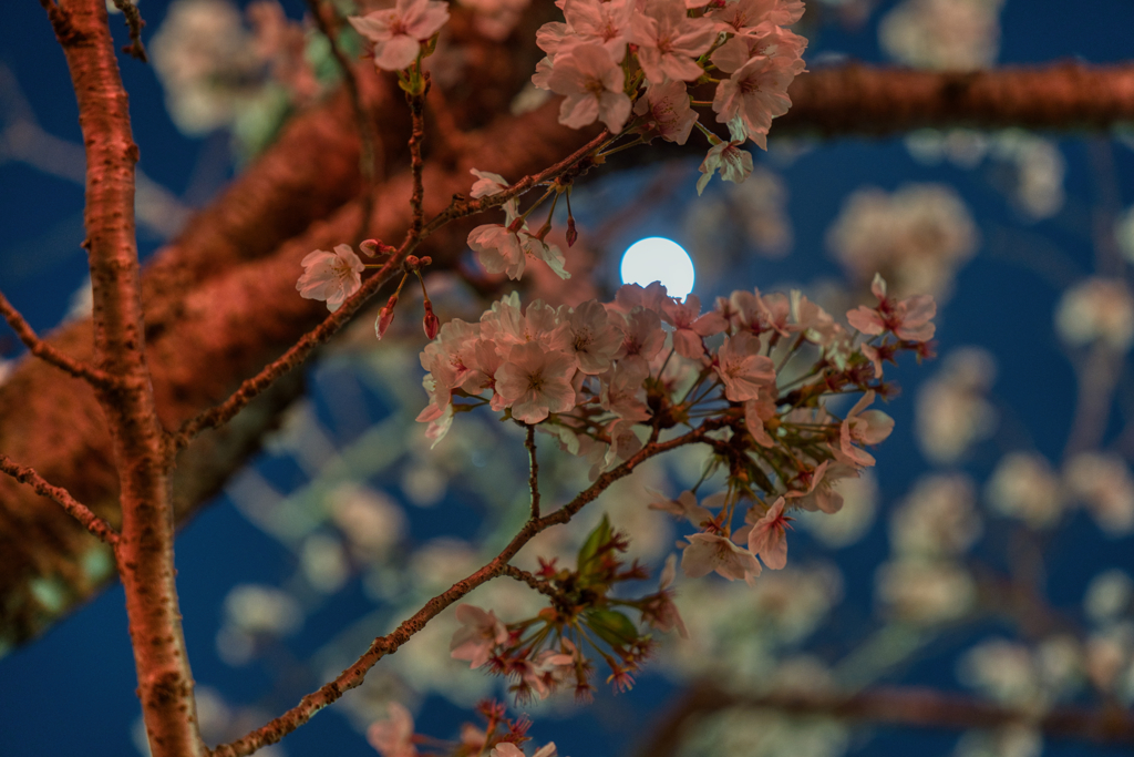 夜桜②