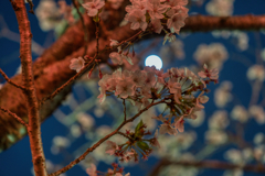 夜桜②