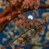 夜桜②
