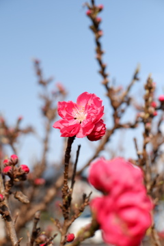 DSCF2298