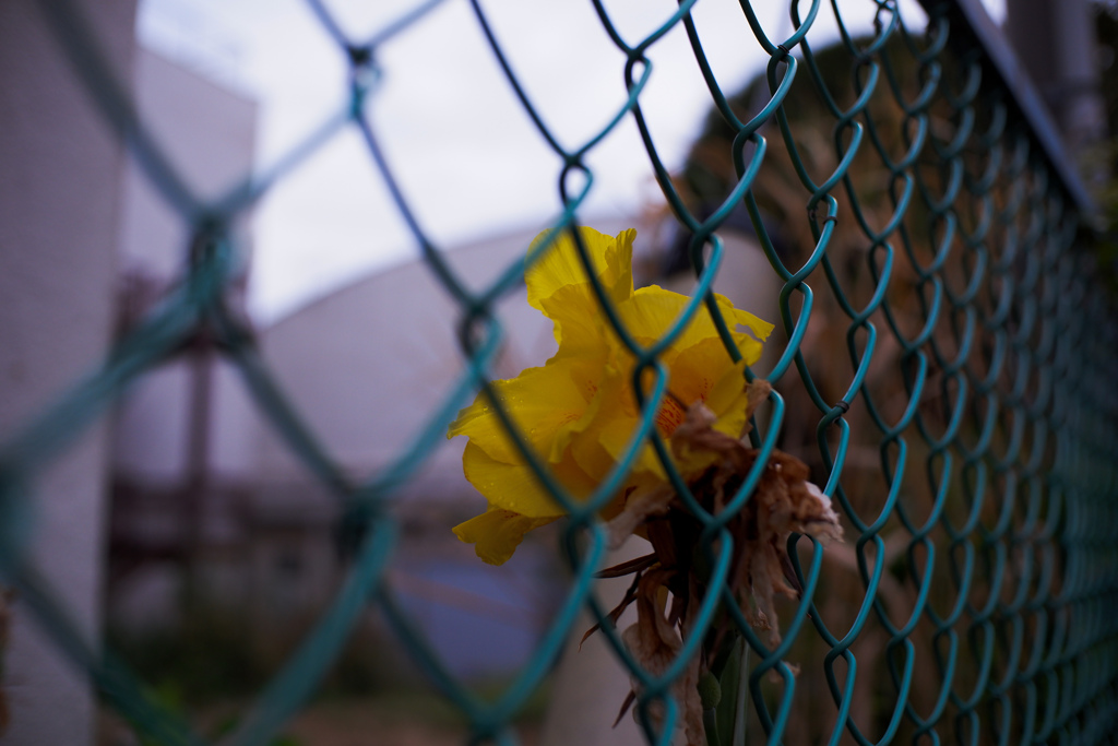 DSCF4408