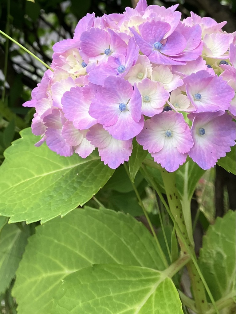 紫陽花