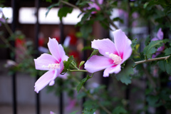 DSCF4316