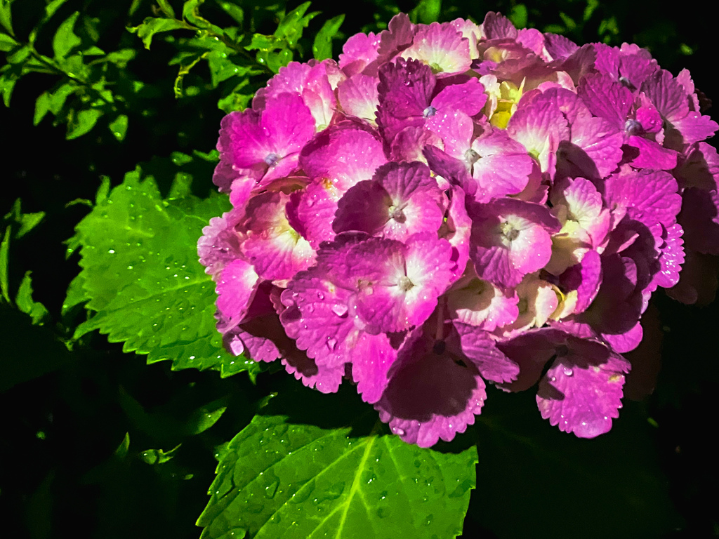 夜の紫陽花