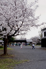 DSCF2590