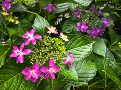 紫陽花