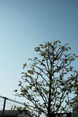 DSCF5047