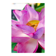 蓮の花