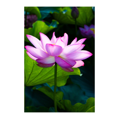 蓮の花