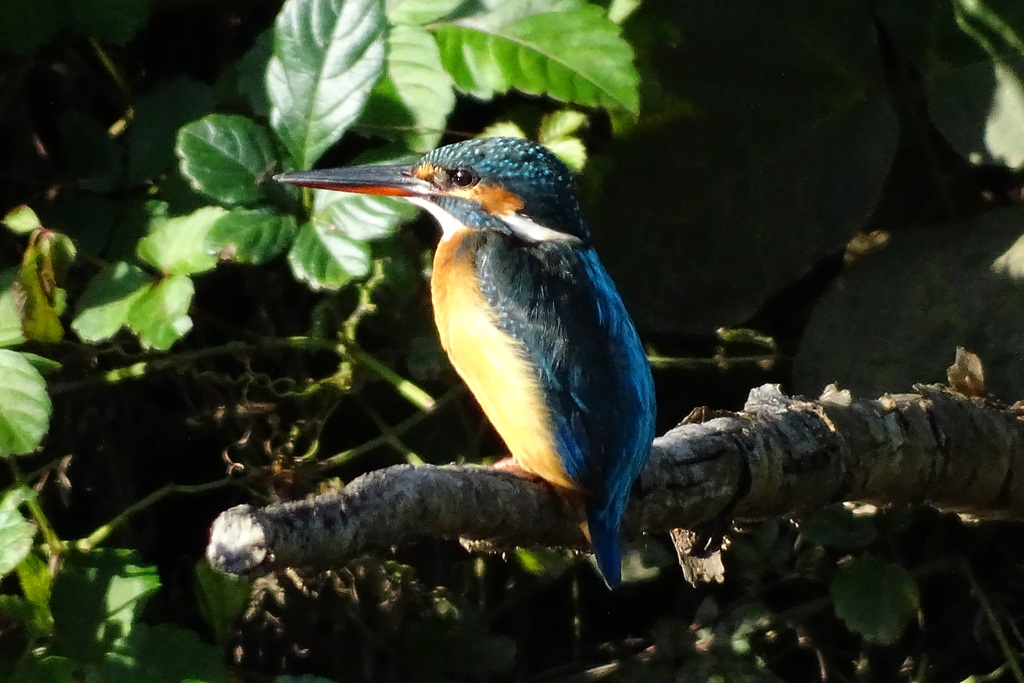DSC00115