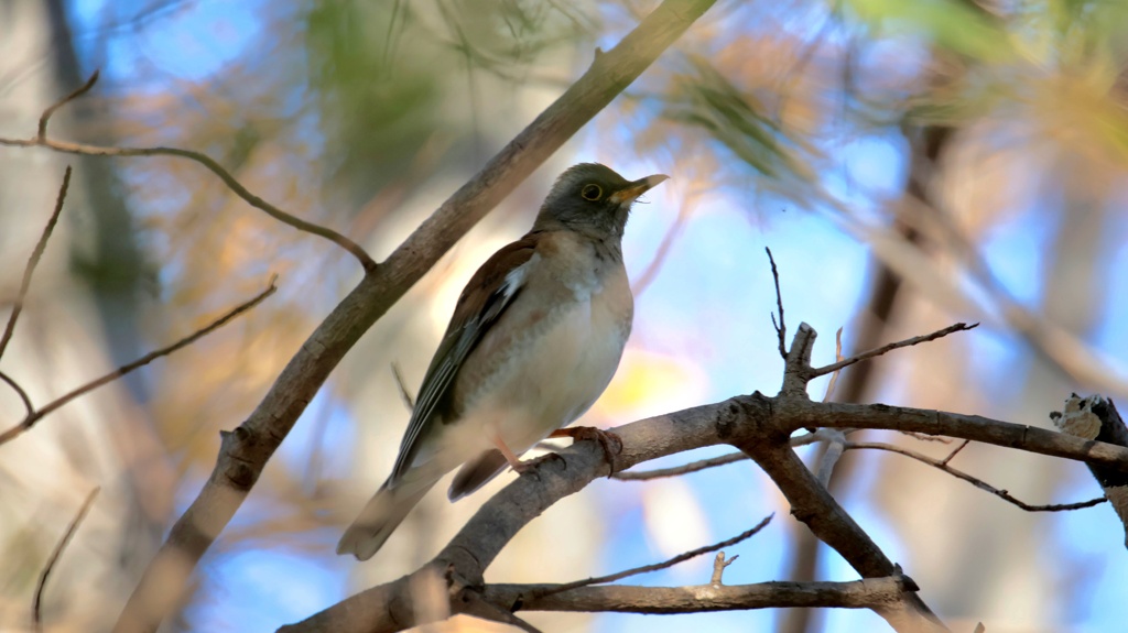 通い慣れた公園　初シロハラ来た