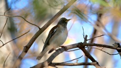 通い慣れた公園　初シロハラ来た