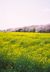 桜と菜の花