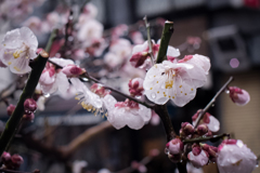 開花、即雨（みぞれ）