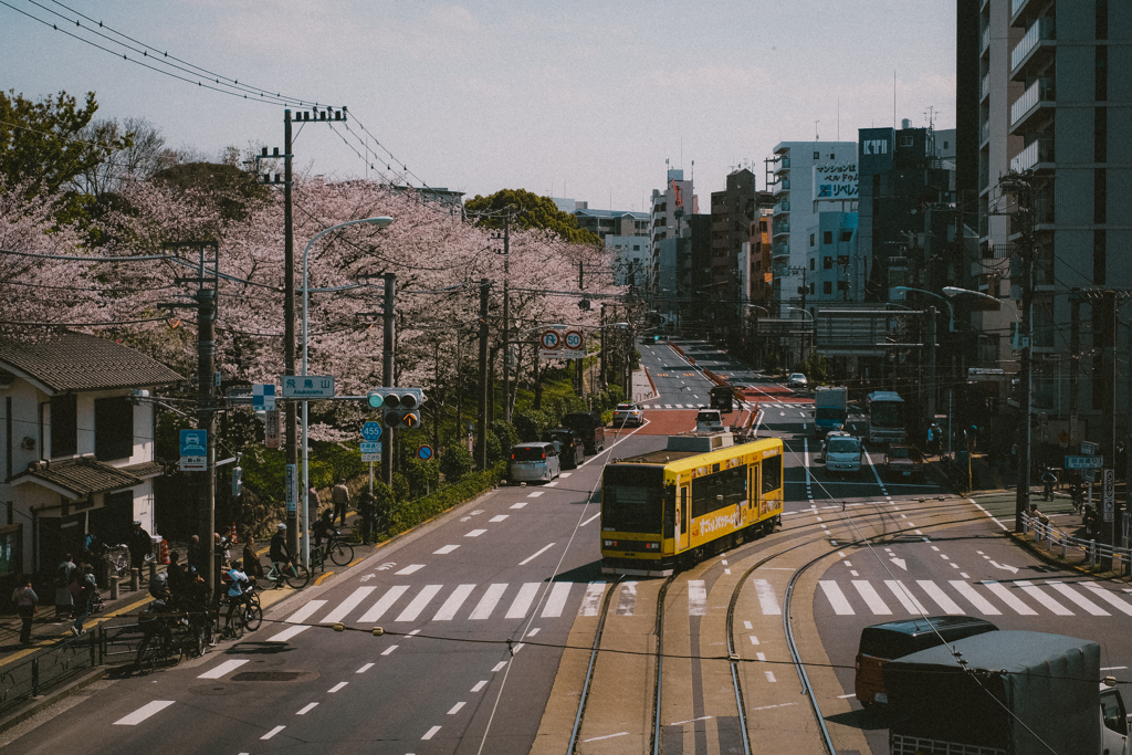 都電と桜