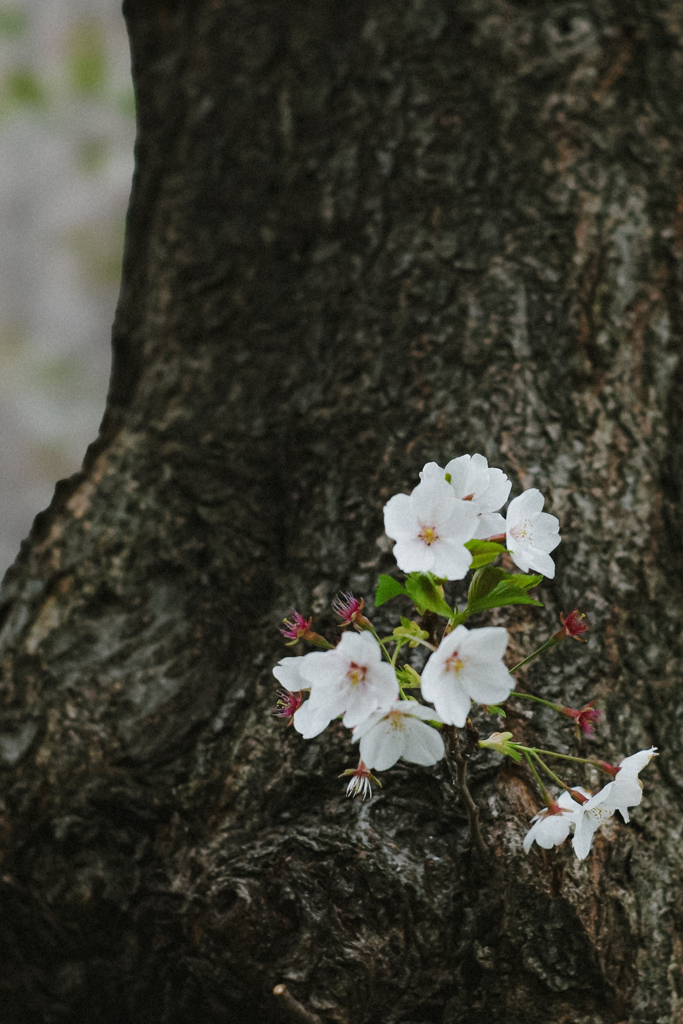 桜